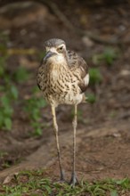 Long-tailed weet Burhinus grallarius in the forest, Queensland Australia