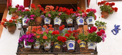 Flower pots, house wall, window, eye-catcher, old town, Altea, Valencia, Costa Blanca, Spain