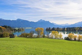 Forggensee and mountains in an autumnal setting, green meadow in the foreground, near Roßhaupten,