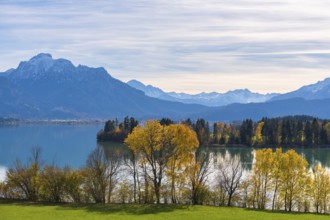View of quiet Forggensee with mountains in the background, autumn trees on the shore, near