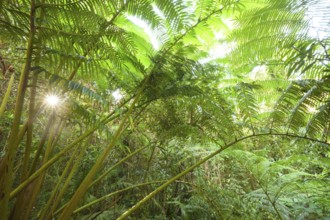 The impressive royal fern Angiopteris evecta in the tropical rainforest illuminated by the sun,