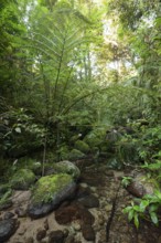 The impressive royal fern Angiopteris evecta in the tropical rainforest of Queensland on the
