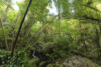 The impressive royal fern Angiopteris evecta in the tropical rainforest of Queensland on the