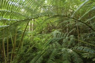 The impressive royal fern Angiopteris evecta in the tropical rainforest of Queensland Australia