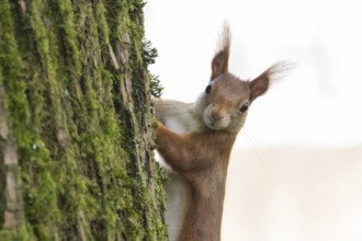 A curious squirrel (Sciurus vulgaris) looks out from behind a moss-covered tree, Hesse, Germany