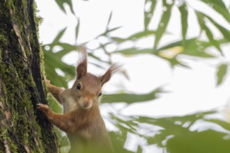A squirrel (Sciurus vulgaris) clings to a tree surrounded by green leaves, Hesse, Germany