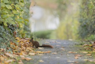 A squirrel (Sciurus vulgaris) sits on a path covered with leaves, surrounded by autumn colors,