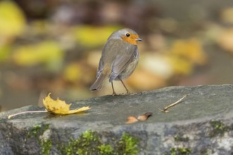 A robin (Erithacus rubecula) on a stone ground with an autumn background, Hesse, Germany