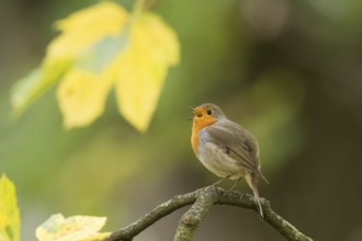 A robin (Erithacus rubecula) calls on a tree branch against a backdrop of yellow autumn leaves,