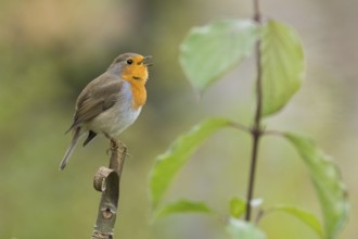 A robin (Erithacus rubecula) sits on a branch and sings surrounded by green leaves in an autumnal