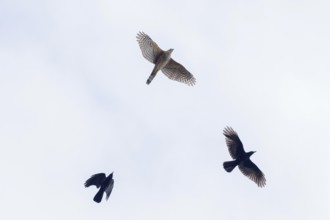 Two crows (Corvus corone) chase a hawk (Accipiter gentilis), the clear background highlights them,