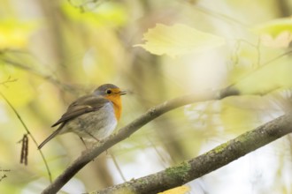 Robin (Erithacus rubecula) on a branch between softly lit autumn leaves in a natural environment,