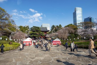 Buddhist temple complex Zojo-ji temple, cherry blossom in spring, Tokyo, Japan