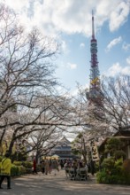 Buddhist temple complex Zojo-ji Temple and Tokyo Tower, cherry blossom in spring, Tokyo, Japan