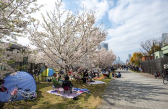 Japanese people in a park under cherry blossoms, Hanami Festival, Tokyo, Japan