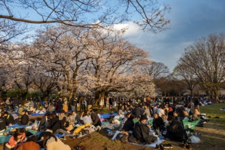 Japanese people picnicking under cherry blossoms in Yoyogi Park, in the evening light, Hanami