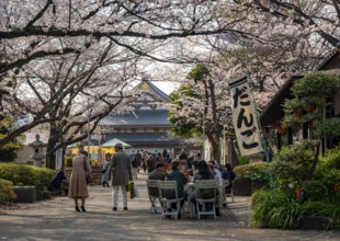 Buddhist temple complex Zojo-ji temple, cherry blossom in spring, Tokyo, Japan