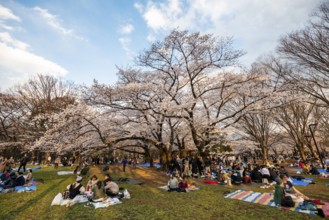 Japanese people picnicking under cherry blossoms in Yoyogi Park at Hanami Festival, Shibuya