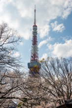 Blooming cherry trees in front of Tokyo Tower, Tokyo, Japan