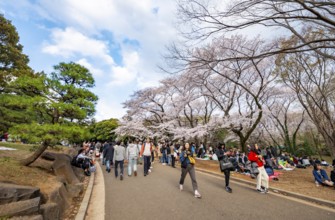 Visitors walking through the park under cherry blossoms, Yoyogi Park, Hanami Festival, Shibuya