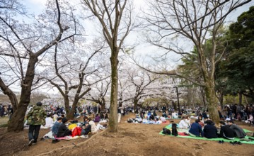 Japanese people picnicking under cherry blossoms in Yoyogi Park, Hanami Festival, Shibuya District,