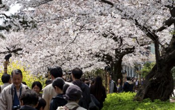 People walking under blooming cherry trees, Japanese cherry blossoms in spring, Hanami Festival,