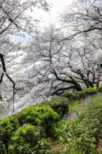 Blooming cherry trees on the shore, Japanese cherry blossoms in spring, Hanami Festival,