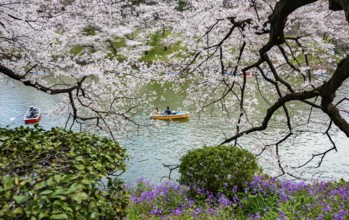 Blooming cherry trees on the banks of Chidorigafuchi Canal, Japanese cherry blossoms in spring,