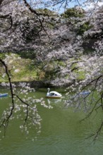 Chidorigafuchi Canal with rowing boats, blooming cherry trees on the shore, castle moat, Japanese