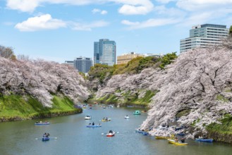 Chidorigafuchi Canal with rowing boats, blooming cherry trees on the shore, castle moat, Japanese