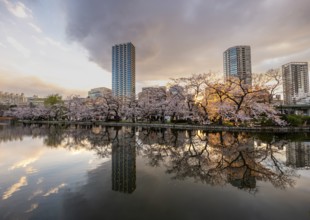 Skyscrapers reflected in lake at sunset, Shinobazu pond, lakeside cherry blossoms in spring, Hanami