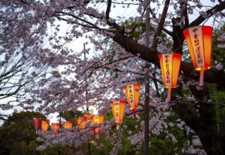 Blooming cherry trees and illuminated lanterns with Japanese writing in the evening, Hanami