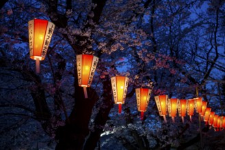 Blooming cherry trees and illuminated lanterns with Japanese lettering in the evening, blue hour,