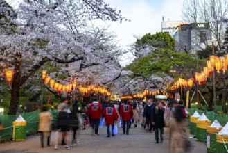 People walking through the park, blooming cherry trees and illuminated lanterns with Japanese
