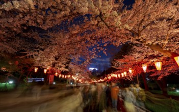 People walking through the park, blooming cherry trees and illuminated lanterns with Japanese