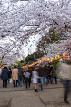 People walking through the park, blooming cherry trees and illuminated lanterns with Japanese
