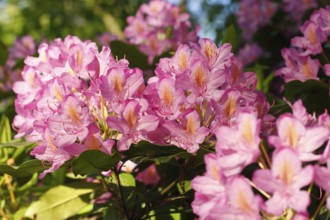 Rhododendron flowers (Rhododendron), North Rhine-Westphalia, Germany