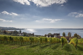Vineyards in autumn, Uhldingen-Mühlhofen am Lake Constance, Baden-Württemberg, Germany