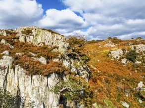 Autumn colours over Gwydir Forest Park from a drone, Afon Lledr, Road A470, Snowdonia, Eryri,