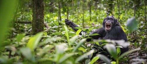 Aggression, chimpanzee (Pan Troglodytes) baring teeth, adult male between leaves in jungle, Kibale
