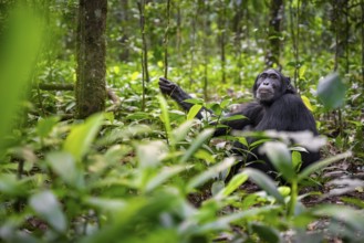 Chimpanzee (Pan Troglodytes), adult male among leaves in the jungle, Kibale National Park, Uganda