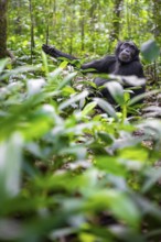 Chimpanzee (Pan Troglodytes) among green leaves, adult male among leaves in the jungle, Kibale