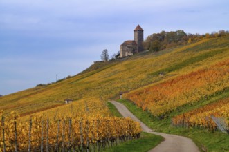 Trail through vineyards, Weinbergstraße, Lichtenberg Castle, Oberstenfeld, Bottwartal, Löwensteiner