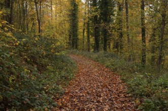 Autumn leaves on forest trail, Oberstenfeld, Bottwartal, Löwensteiner Mountains, autumn colors,