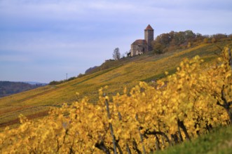 Lichtenberg Castle, Oberstenfeld, Bottwartal, Löwensteiner Mountains, vineyard, vines, viticulture,