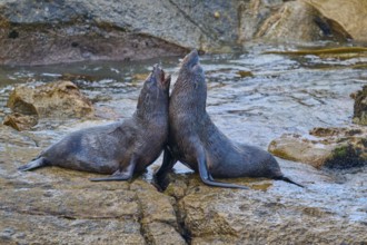 A pair of seals sitting back to back on a rock, New Zealand fur seal (Arctocephalus forsteri), Shag