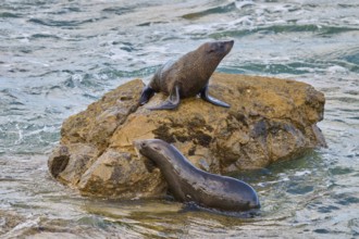 A seal sits on a rock, another in the water next to it, New Zealand fur seal (Arctocephalus