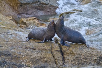 A pair of seals rest on a rock next to sparkling water, New Zealand fur seal (Arctocephalus