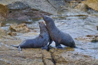 Two seals interact tenderly on a wet rock, New Zealand fur seal (Arctocephalus forsteri), Shag