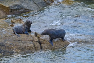 Two seals on a rock at the edge of a flowing body of water, New Zealand fur seal (Arctocephalus